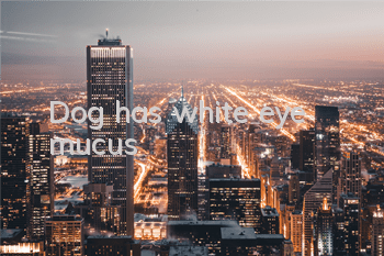TDog has white eye mucus