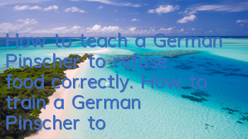 How to teach a German Pinscher to refuse food correctly. How to train a German Pinscher to refuse food.