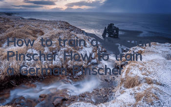 How to train a German Pinscher How to train a German Pinscher