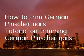 How to trim German Pinscher nails Tutorial on trimming German Pinscher nails