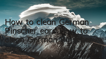 How to clean German Pinscher ears How to clean German Pinscher ears