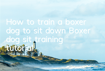 How to train a boxer dog to sit down Boxer dog sit training tutorial