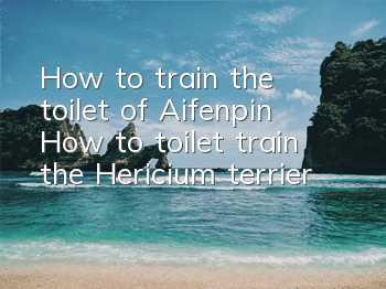 How to train the toilet of Aifenpin? How to toilet train the Hericium terrier?