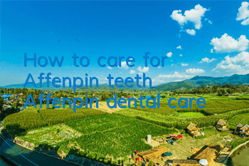 How to care for Affenpin teeth Affenpin dental care