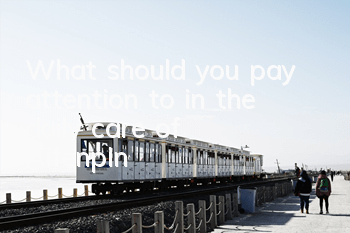 What should you pay attention to in the daily care of Aifenpin?
