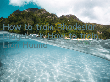 How to train Rhodesian Ridgeback How to train Lion Hound