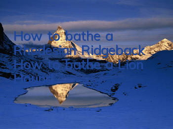 How to bathe a Rhodesian Ridgeback How to bathe a Lion Hound