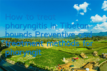 How to treat pharyngitis in Tibetan hounds? Preventive and treatment methods for pharyngitis in Tibetan hounds