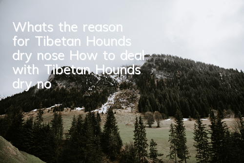 What’s the reason for Tibetan Hound’s dry nose? How to deal with Tibetan Hound’s dry nose