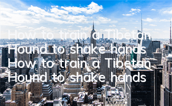 How to train a Tibetan Hound to shake hands How to train a Tibetan Hound to shake hands