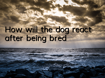 THow will the dog react after being bred?