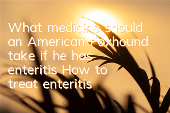 What medicine should an American Foxhound take if he has enteritis? How to treat enteritis in an American Foxhound