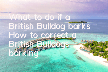 What to do if a British Bulldog barks? How to correct a British Bulldog’s barking?