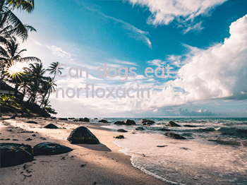 TCan dogs eat norfloxacin?