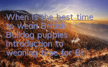 When is the best time to wean British Bulldog puppies? Introduction to weaning time for British Bulldog puppies