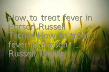 How to treat fever in Parson Russell Terrier? How to treat fever in Parson Russell Terrier?
