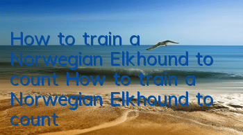 How to train a Norwegian Elkhound to count? How to train a Norwegian Elkhound to count?