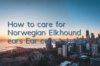 How to care for Norwegian Elkhound ears Ear care tutorial