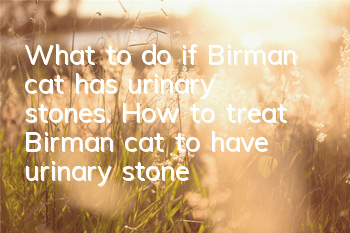 What to do if Birman cat has urinary stones. How to treat Birman cat to have urinary stones.
