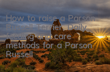 How to raise a Parson Russell Terrier. Daily feeding and care methods for a Parson Russell Terrier.