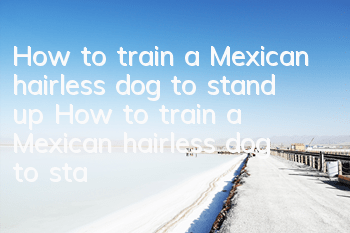 How to train a Mexican hairless dog to stand up How to train a Mexican hairless dog to stand up