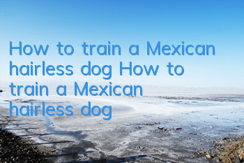 How to train a Mexican hairless dog? How to train a Mexican hairless dog?