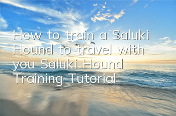 How to train a Saluki Hound to travel with you Saluki Hound Training Tutorial