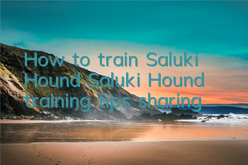 How to train Saluki Hound Saluki Hound training tips sharing