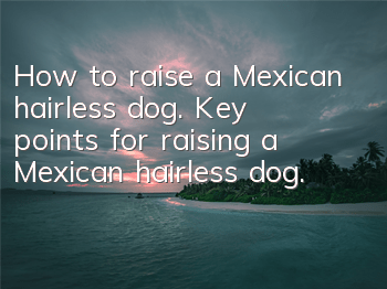 How to raise a Mexican hairless dog. Key points for raising a Mexican hairless dog.