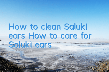 How to clean Saluki ears How to care for Saluki ears