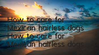 How to care for Mexican hairless dogs How to care for Mexican hairless dogs