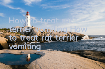 How to treat rat terrier vomiting How to treat rat terrier vomiting