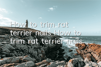 How to trim rat terrier nails How to trim rat terrier nails
