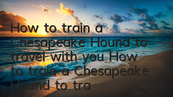 How to train a Chesapeake Hound to travel with you? How to train a Chesapeake Hound to travel with you?