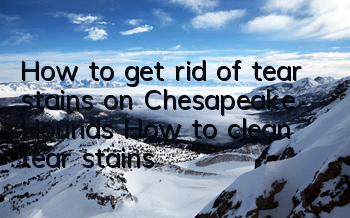How to get rid of tear stains on Chesapeake Hounds How to clean tear stains