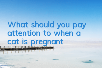 TWhat should you pay attention to when a cat is pregnant?