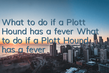 What to do if a Plott Hound has a fever What to do if a Plott Hound has a fever