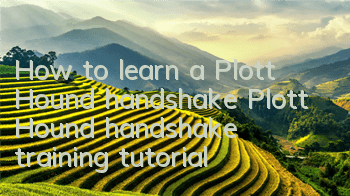 How to learn a Plott Hound handshake Plott Hound handshake training tutorial