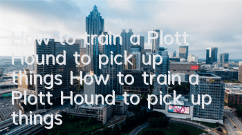How to train a Plott Hound to pick up things How to train a Plott Hound to pick up things