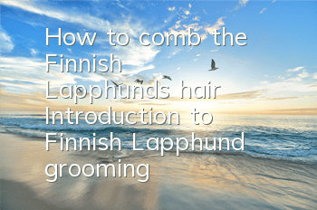 How to comb the Finnish Lapphund's hair? Introduction to Finnish Lapphund grooming
