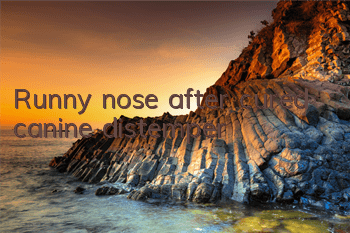Runny nose after cured canine distemper