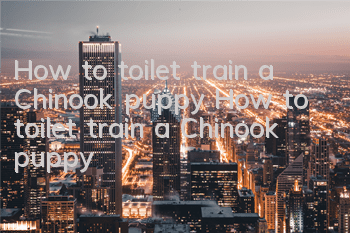 How to toilet train a Chinook puppy How to toilet train a Chinook puppy