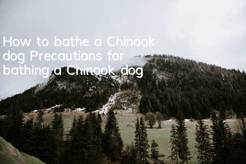 How to bathe a Chinook dog? Precautions for bathing a Chinook dog