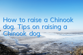 How to raise a Chinook dog. Tips on raising a Chinook dog.