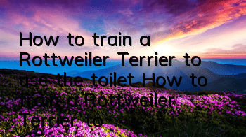 How to train a Rottweiler Terrier to use the toilet? How to train a Rottweiler Terrier to use the toilet?