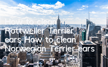 How to clean Rottweiler Terrier ears How to clean Norwegian Terrier ears