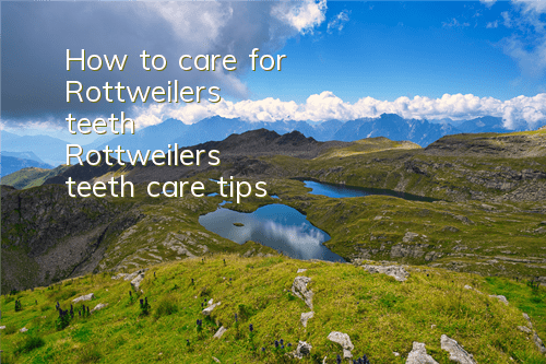 How to care for Rottweiler's teeth Rottweiler's teeth care tips