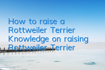 How to raise a Rottweiler Terrier? Knowledge on raising Rottweiler Terrier