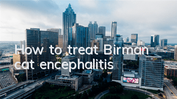 THow to treat Birman cat encephalitis
