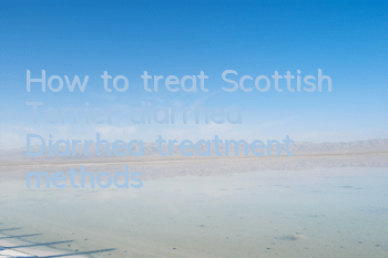 How to treat Scottish Terrier diarrhea Diarrhea treatment methods